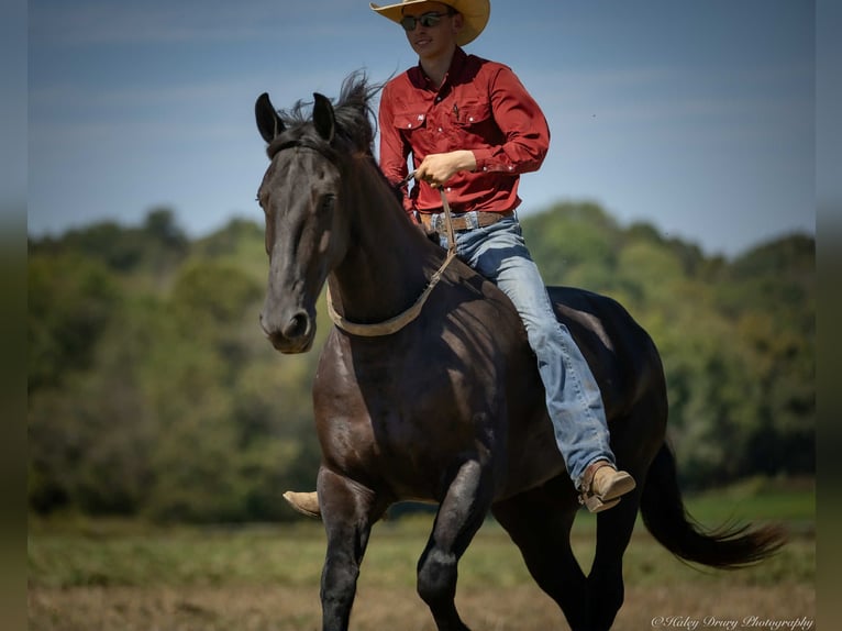 Friesian horses Mix Gelding 4 years 16,3 hh Black in Auburn, KY