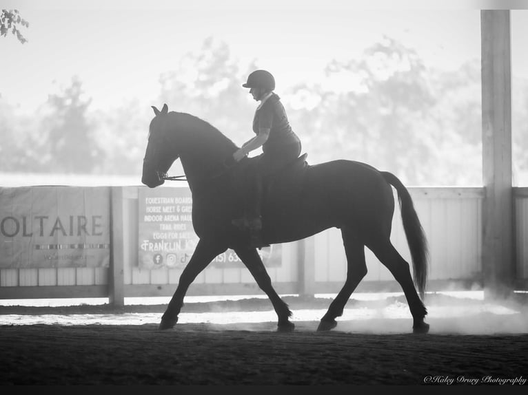 Friesian horses Mix Gelding 4 years 16,3 hh Black in Auburn, KY