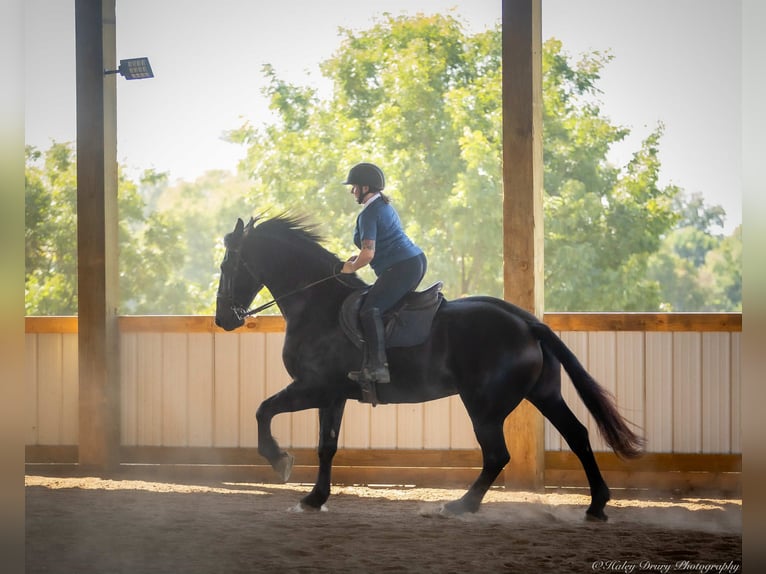 Friesian horses Mix Gelding 4 years 16,3 hh Black in Auburn, KY