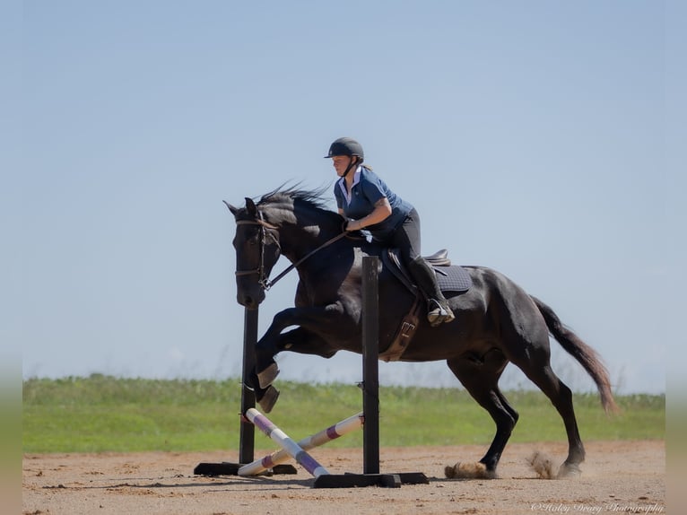 Friesian horses Mix Gelding 4 years 16,3 hh Black in Auburn, KY