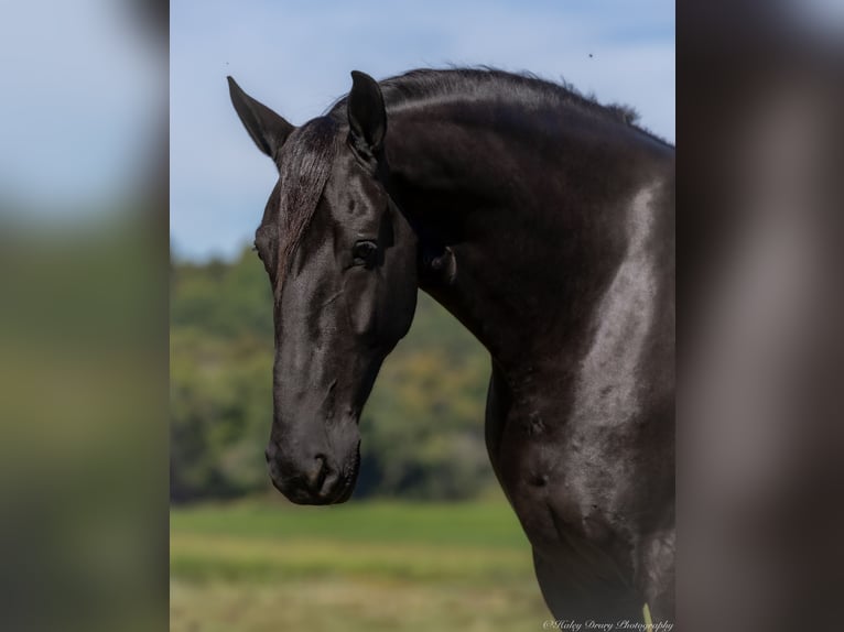 Friesian horses Mix Gelding 4 years 16,3 hh Black in Auburn, KY