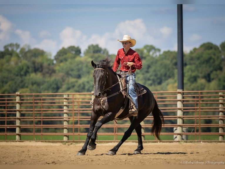 Friesian horses Mix Gelding 4 years 16,3 hh Black in Auburn, KY