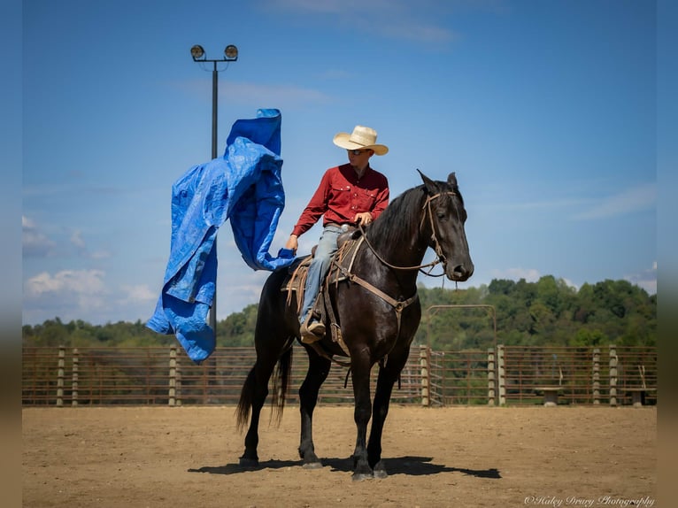 Friesian horses Mix Gelding 4 years 16,3 hh Black in Auburn, KY