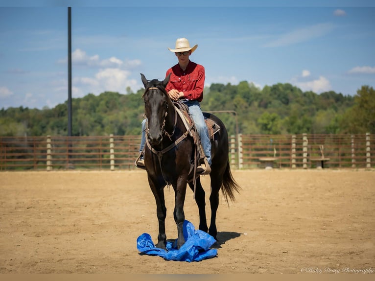 Friesian horses Mix Gelding 4 years 16,3 hh Black in Auburn, KY