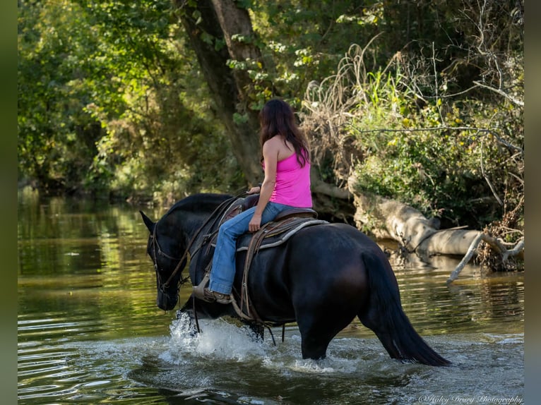 Friesian horses Mix Gelding 4 years 16,3 hh Black in Auburn, KY