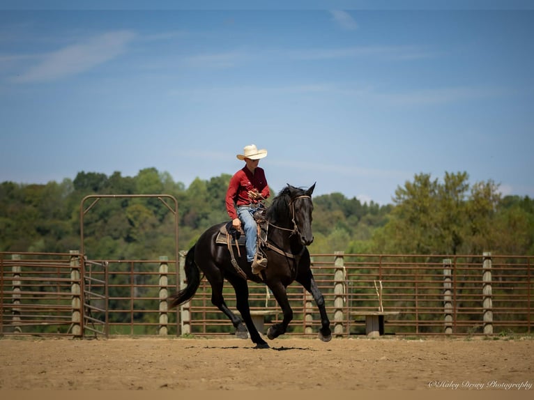 Friesian horses Mix Gelding 4 years 16,3 hh Black in Auburn, KY