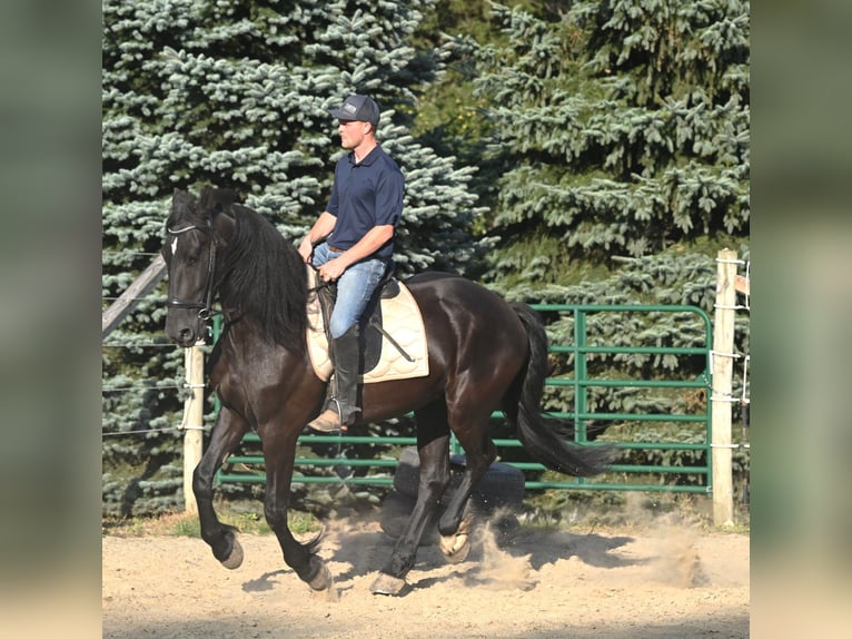 Friesian horses Mix Gelding 4 years 16,3 hh Black in Warsaw