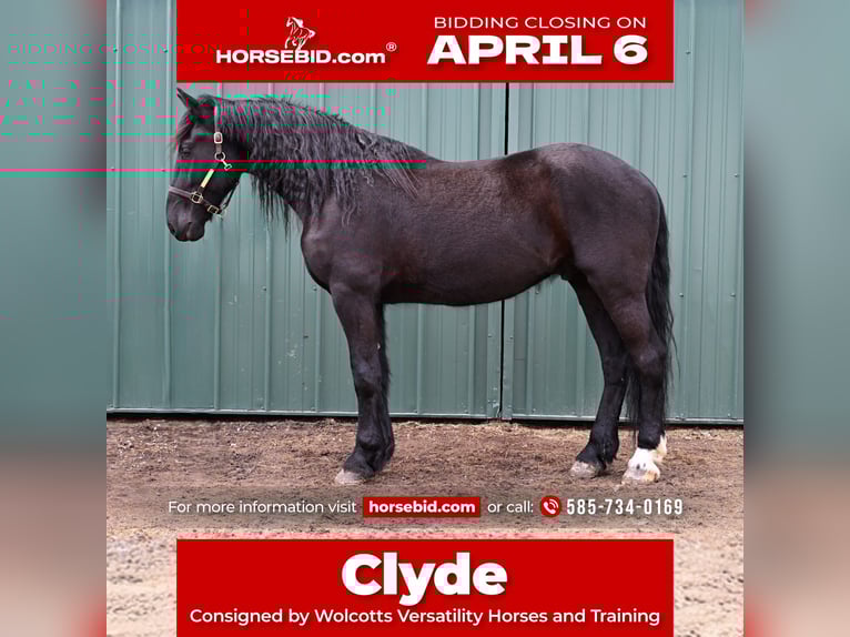 Friesian horses Mix Gelding 4 years 16,3 hh Black in Warsaw