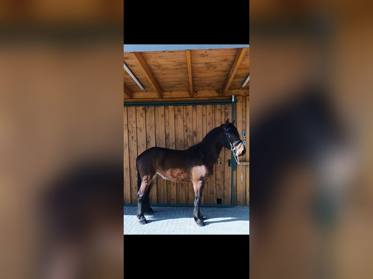 Friesian horses Mix Gelding 4 years 17 hh Brown in Polenz