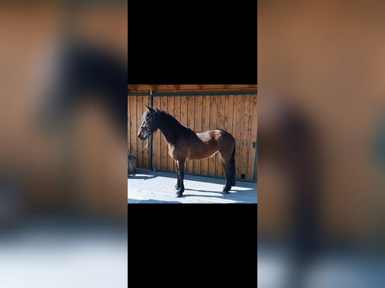 Friesian horses Mix Gelding 4 years 17 hh Brown in Polenz
