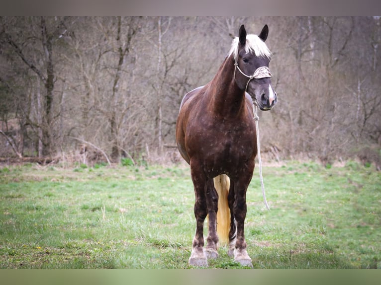Friesian horses Gelding 4 years 17 hh Gray-Dapple in Flemingsburg Ky