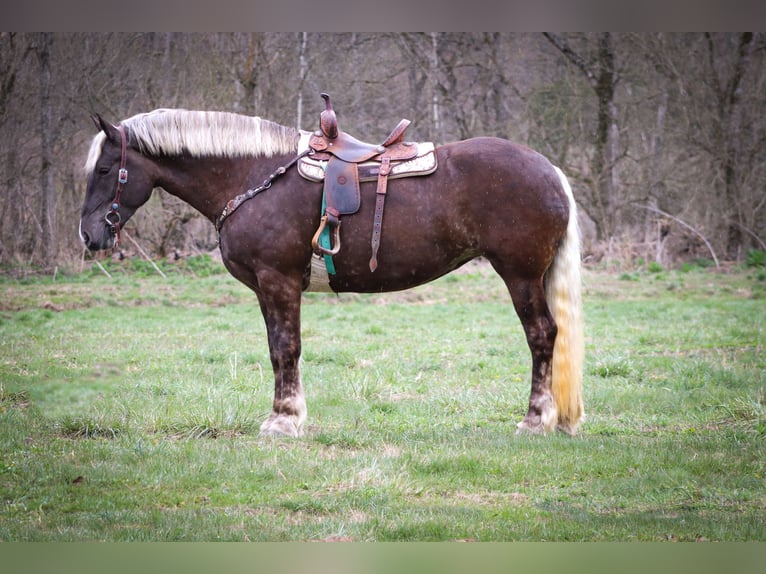Friesian horses Gelding 4 years 17 hh Gray-Dapple in Flemingsburg Ky