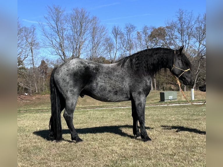 Friesian horses Gelding 4 years 17 hh RoanBlue in Bloomington IN