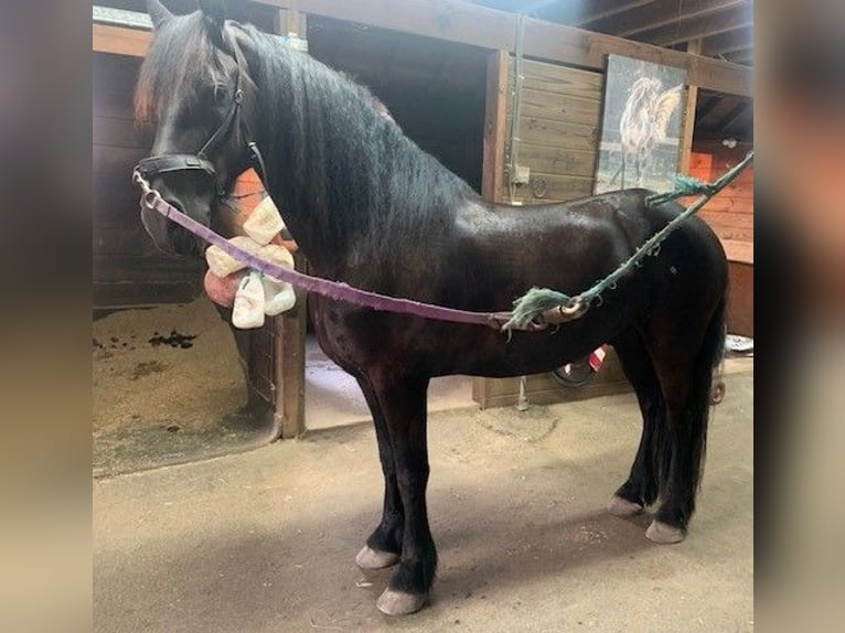 Friesian horses Gelding 4 years Bay-Dark in Los Angeles