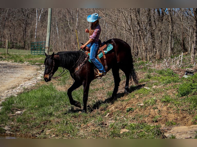 Friesian horses Gelding 4 years Bay in Hillsboro KY