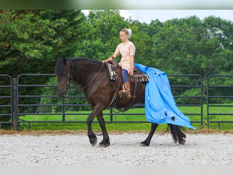 Friesian horses Gelding 4 years Black in New Holland