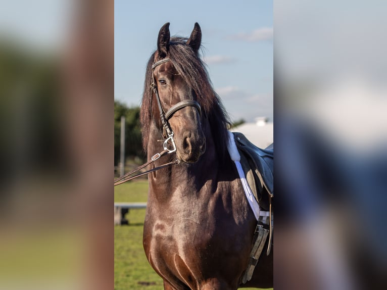 Friesian horses Mix Gelding 4 years Black in Shipshewana