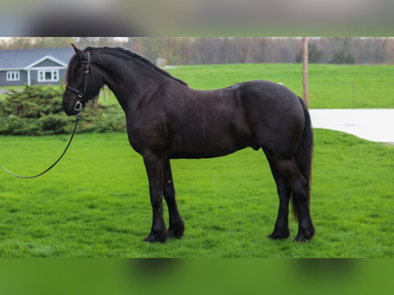 Friesian horses Mix Gelding 4 years Black in Shipshewana