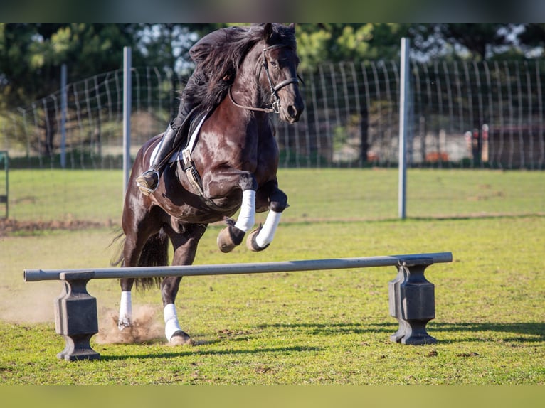 Friesian horses Mix Gelding 4 years Black in Shipshewana