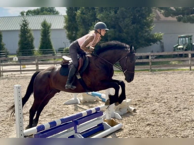 Friesian horses Mix Gelding 4 years Black in Gap