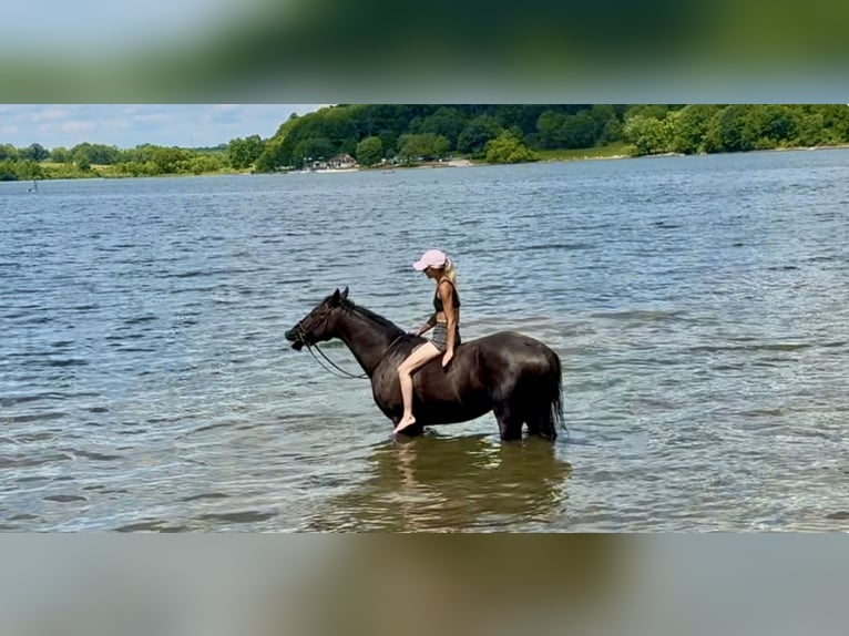 Friesian horses Mix Gelding 4 years Black in Gap
