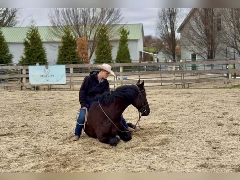 Friesian horses Mix Gelding 4 years Black in Gap