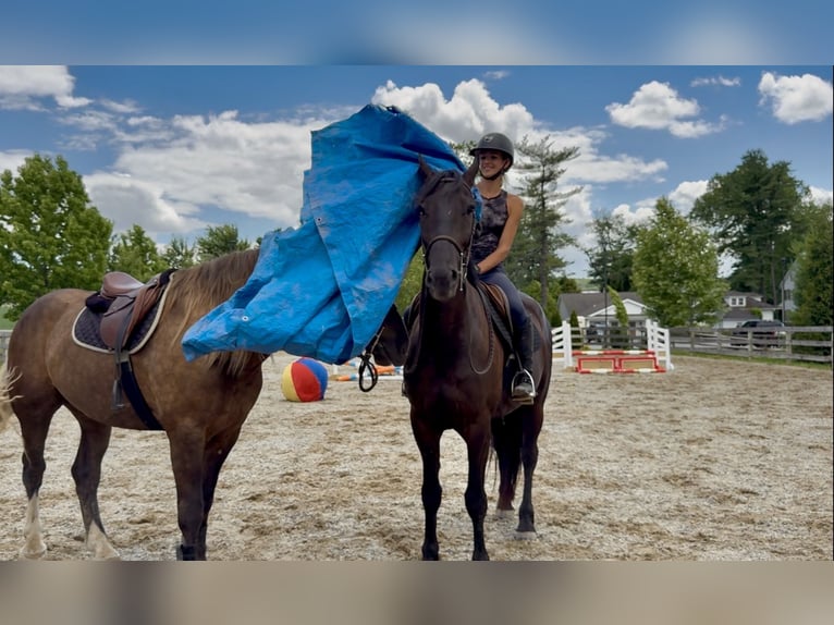 Friesian horses Mix Gelding 4 years Black in Gap