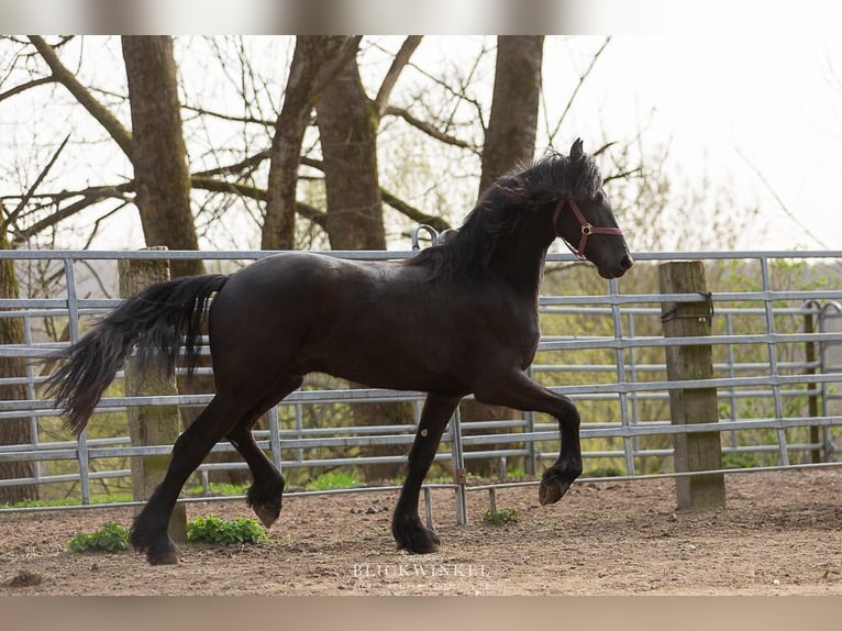 Friesian horses Gelding 4 years Black in Schöllnach