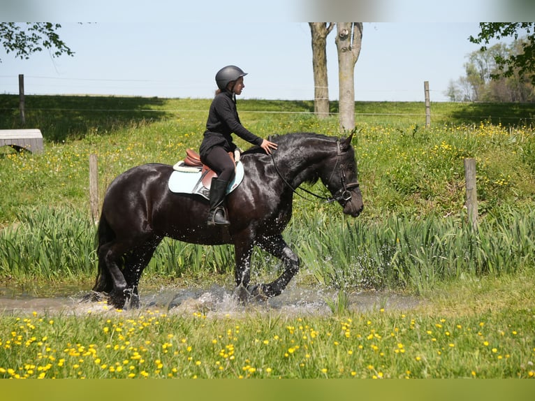 Friesian horses Mix Gelding 4 years Black in Fresno
