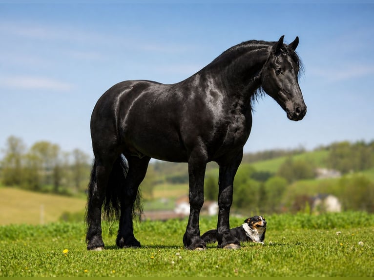 Friesian horses Mix Gelding 4 years Black in Fresno