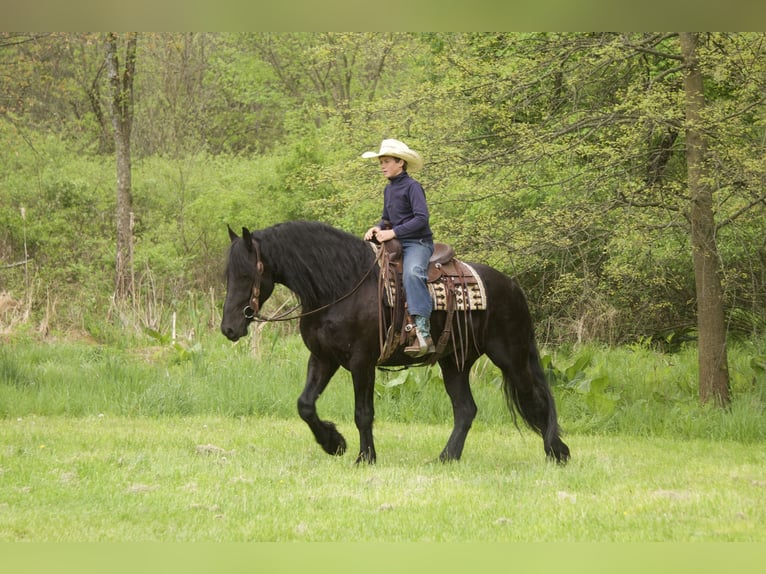 Friesian horses Mix Gelding 4 years Black in Fresno