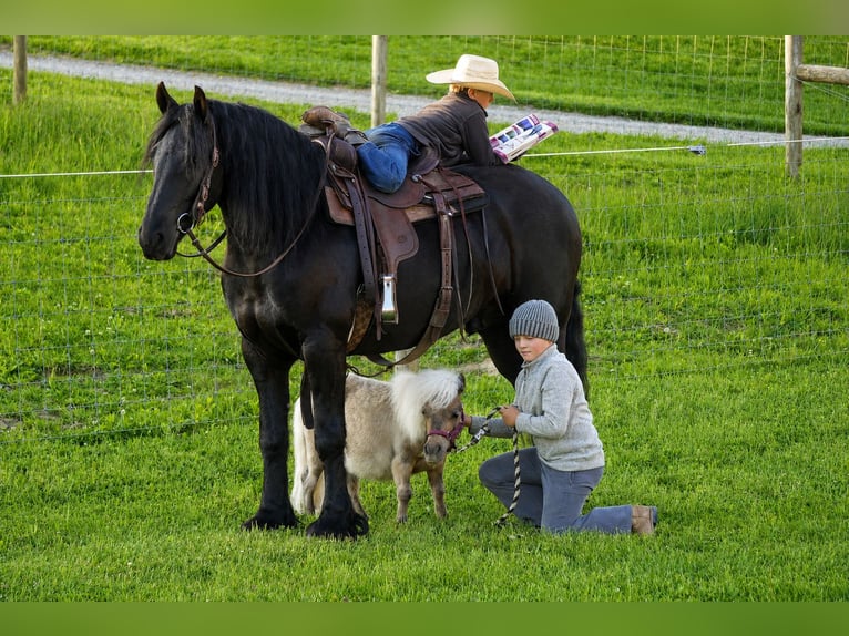 Friesian horses Mix Gelding 4 years Black in Fresno