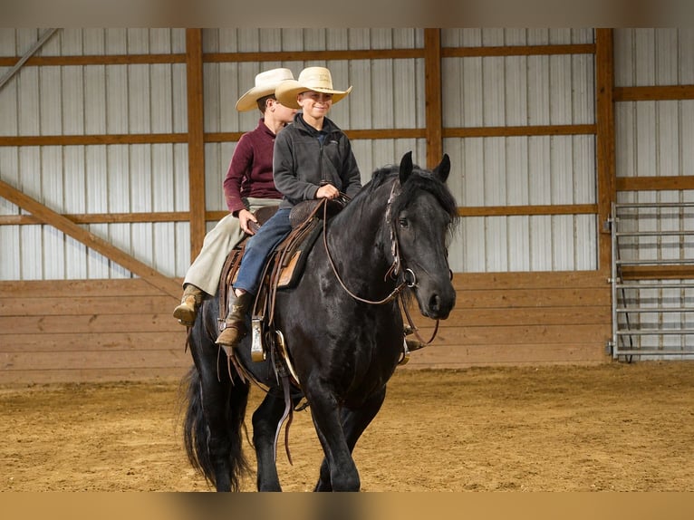 Friesian horses Mix Gelding 4 years Black in Fresno