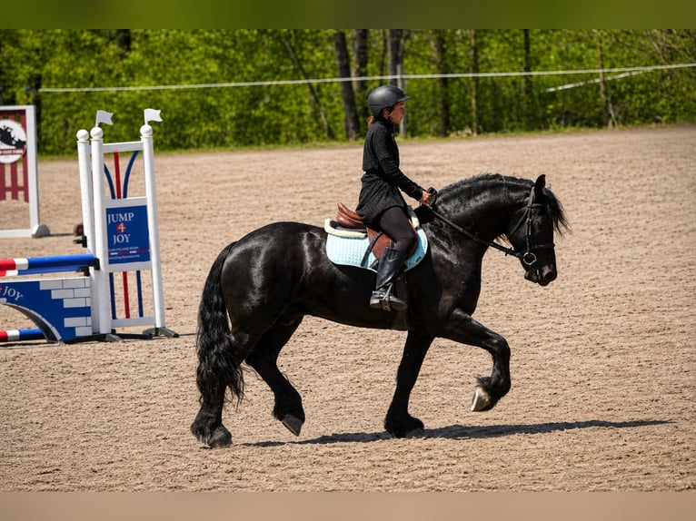 Friesian horses Mix Gelding 4 years Black in Fresno