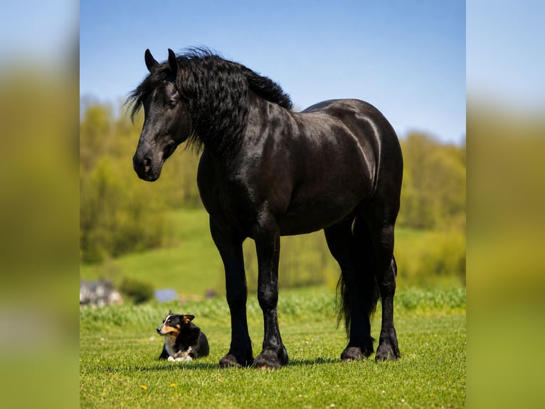 Friesian horses Mix Gelding 4 years Black in Fresno