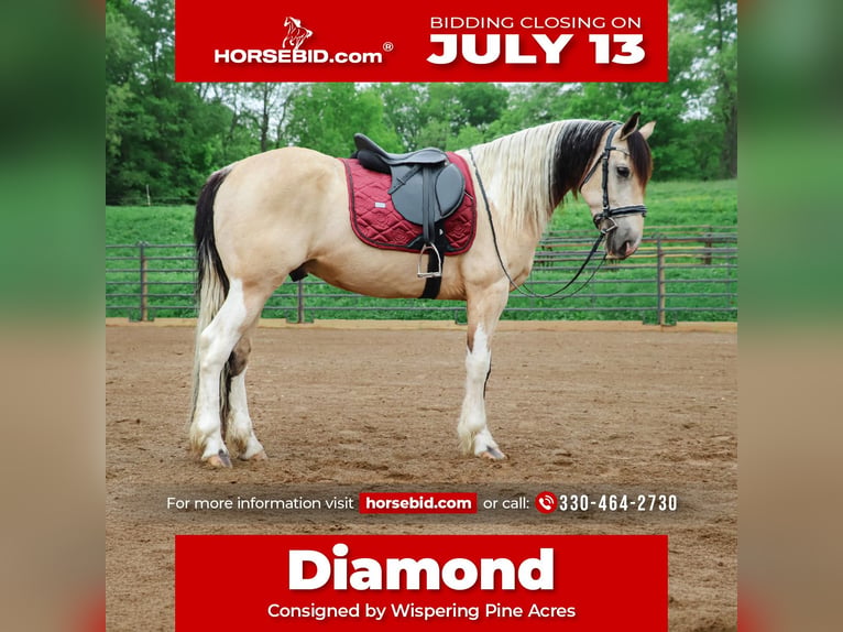 Friesian horses Mix Gelding 4 years Buckskin in Millersburg