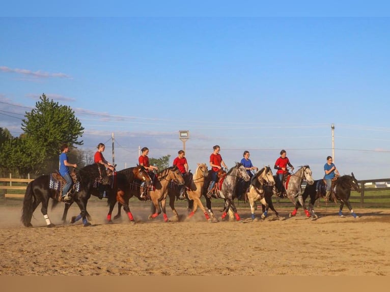 Friesian horses Mix Gelding 4 years Buckskin in Millersburg