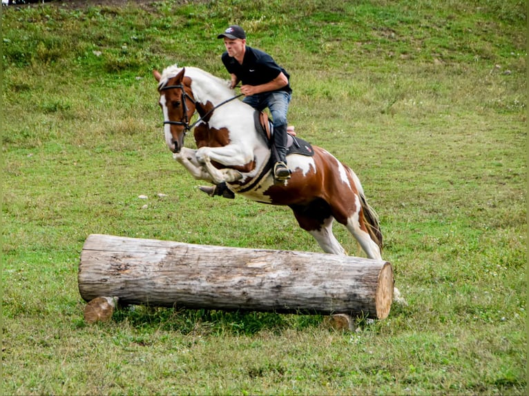 Friesian horses Gelding 4 years Chestnut in Warsaw NY