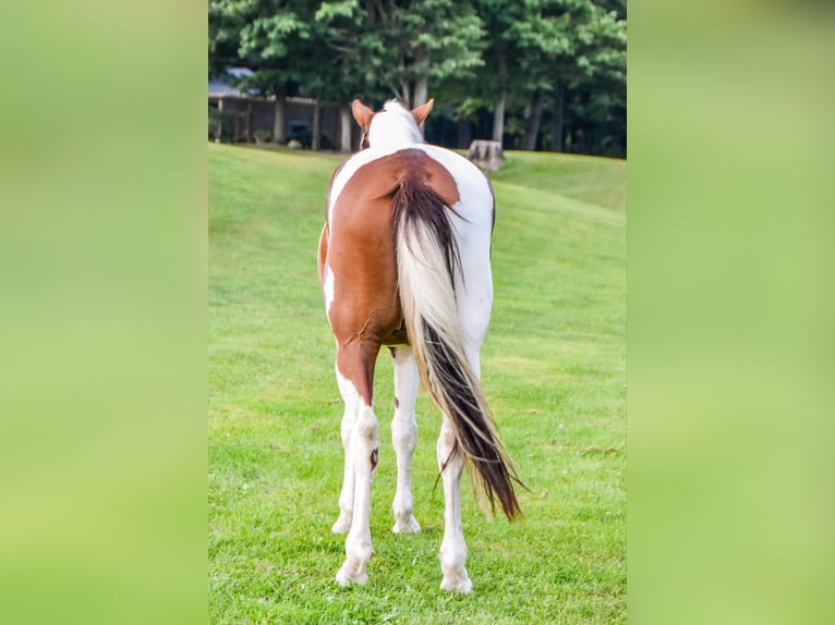 Friesian horses Gelding 4 years Chestnut in Warsaw NY