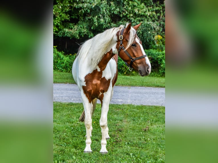 Friesian horses Gelding 4 years Chestnut in Warsaw NY