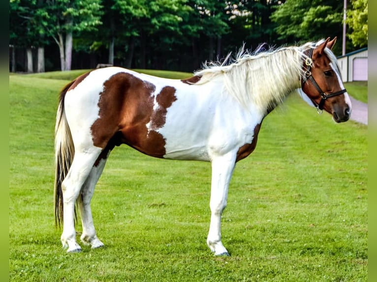 Friesian horses Gelding 4 years Chestnut in Warsaw NY