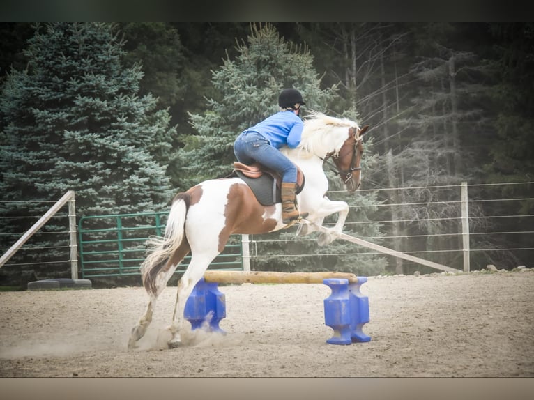 Friesian horses Gelding 4 years Chestnut in Warsaw NY