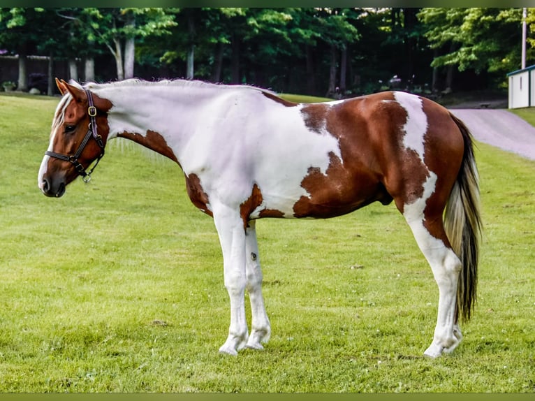 Friesian horses Gelding 4 years Chestnut in Warsaw NY