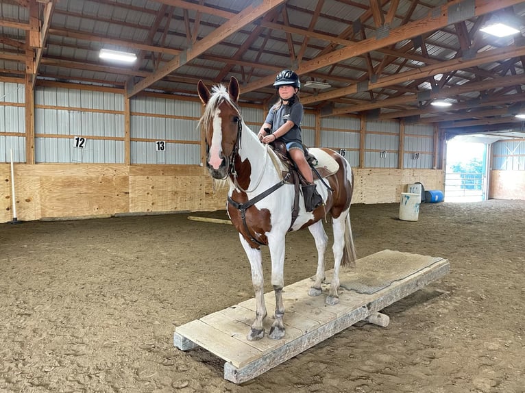 Friesian horses Gelding 4 years Chestnut in Warsaw NY