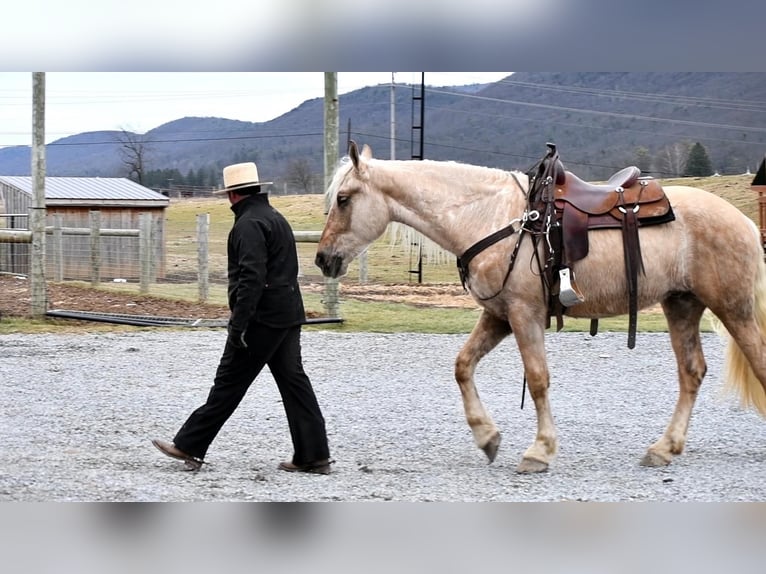 Friesian horses Mix Gelding 4 years Palomino in Rebersburg, PA