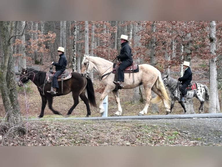 Friesian horses Mix Gelding 4 years Palomino in Rebersburg, PA