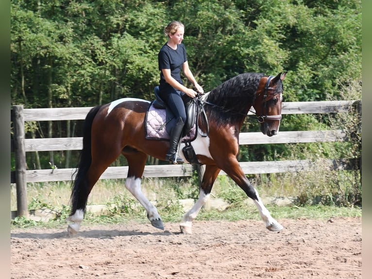 Friesian horses Mix Gelding 4 years Pinto in Strasburg
