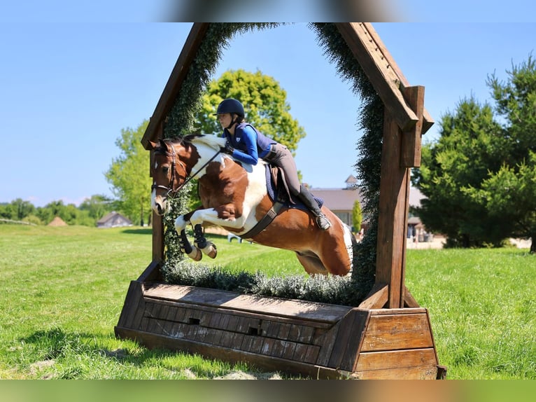 Friesian horses Gelding 4 years Pinto in Gap