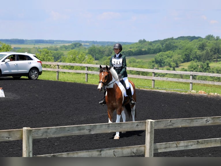 Friesian horses Gelding 4 years Pinto in Gap