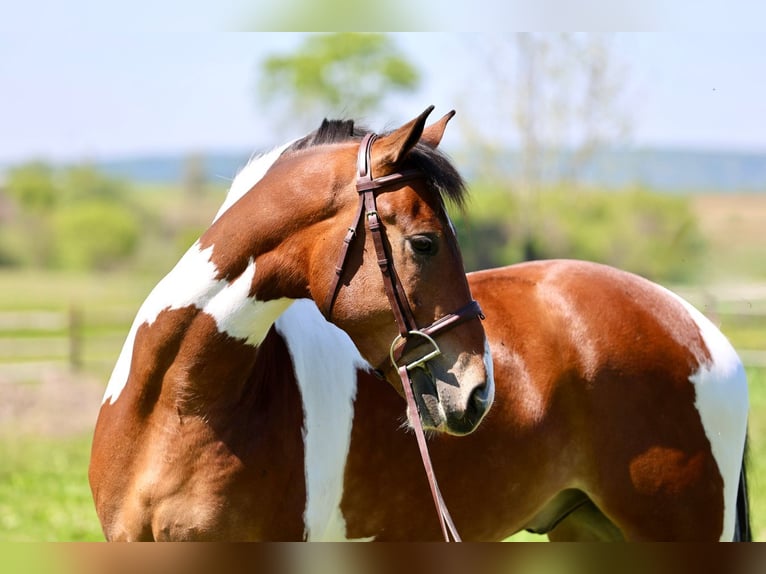 Friesian horses Gelding 4 years Pinto in Gap